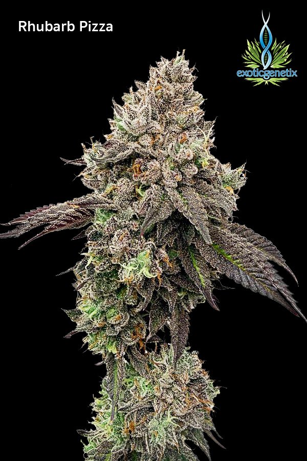 Rhubarb Pizza strain ดอกกัญชาจาก Exotic Genetix ไตรโคมแน่น สีม่วงเขียว