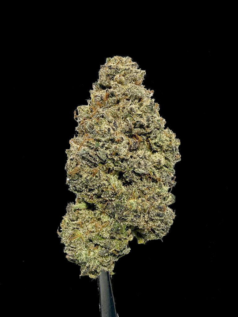 Rhubarb Pizza strain bud structure dense cannabis flower Exotic Genetix