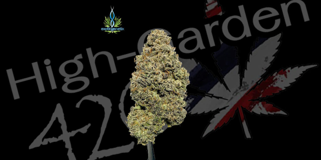 Rhubarb Pizza strain ดอกกัญชาจาก Exotic Genetix สีม่วงเขียว คริสตัลแน่น