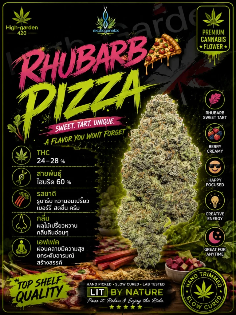 Rhubarb Pizza สายพันธุ์กัญชา พร้อมข้อมูล THC รสชาติ กลิ่น และเอฟเฟกต์