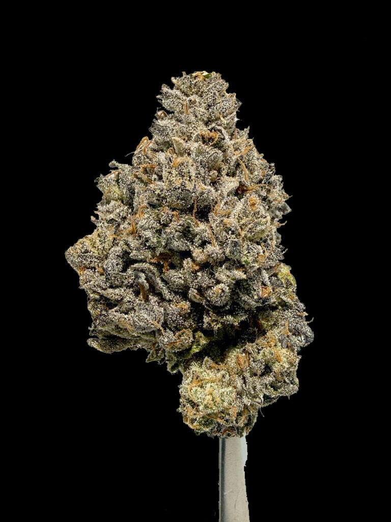 โครงสร้างดอก Rose Gold Pave strain ดอกแน่น สีชมพูม่วง กัญชาพรีเมียม