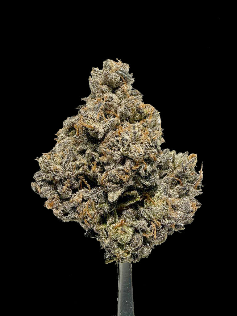 ดอกกัญชา Rose Gold Pave strain คุณภาพสูง ระดับพรีเมียม Compound Genetics