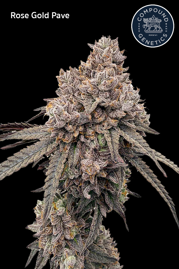 ดอกกัญชา Rose Gold Pave strain แบบ close up ไตรโคมแน่น สีชมพูม่วง