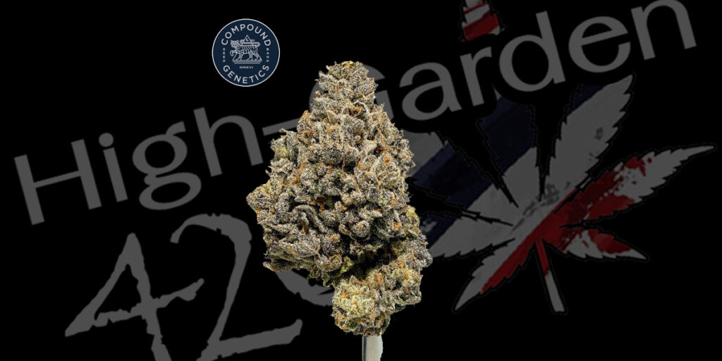 Rose Gold Pave strain ดอกกัญชา Compound Genetics ไตรโคมแน่น สีชมพูม่วง