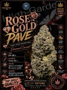 Rose Gold Pave สายพันธุ์กัญชา พร้อมข้อมูล THC รสชาติ และเอฟเฟกต์