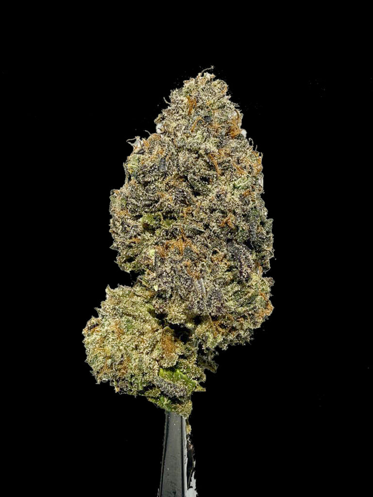 ภาพดอกกัญชา Sex on the Beach strain แบบโคลสอัพ แสดงให้เห็นโครงสร้างดอกทรงยาวแน่น เคลือบด้วยไตรโคมจำนวนมาก ให้ลุคแวววาวเหมือนน้ำตาลเกาะผิว กลิ่นเด่นแนวผลไม้หวานอย่างบลูเบอร์รี่ ผสมโทนคุกกี้และครีม เหมาะสำหรับสายเขียวที่มองหาสายพันธุ์คุณภาพสูง ทั้งด้านรูปลักษณ์ กลิ่น และเอฟเฟคผ่อนคลายสบายๆ