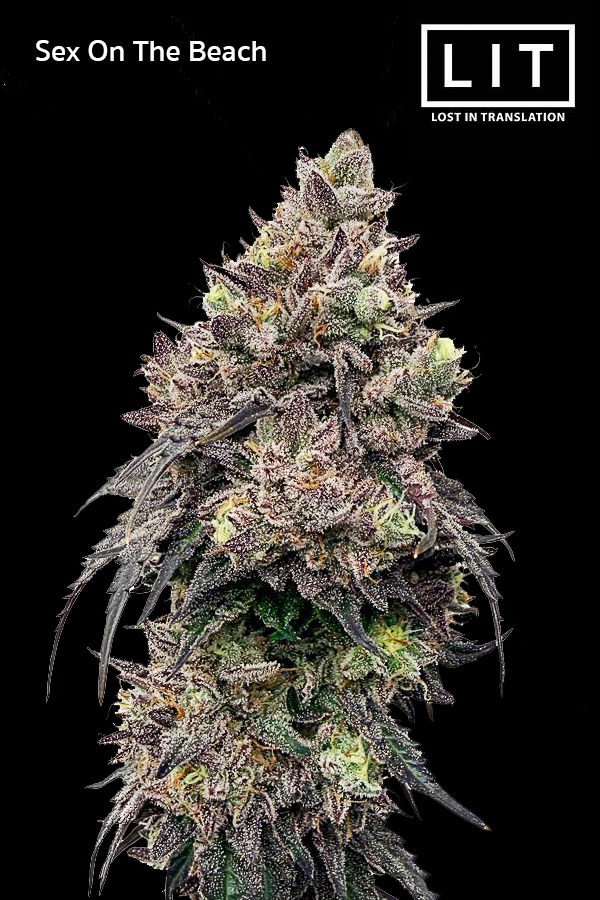 Sex on the Beach strain cannabis bud close up ดอกกัญชาทรงยาว ไตรโคมแน่น กลิ่นหวานบลูเบอร์รี่ครีม