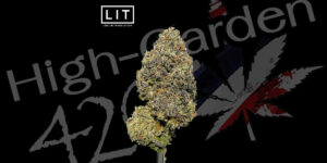 Sex on the Beach strain ดอกกัญชาสีเขียวเคลือบไตรโคม กลิ่นหวานบลูเบอร์รี่คุกกี้