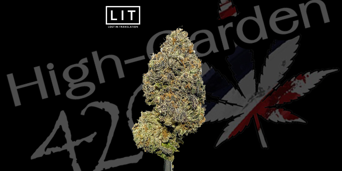 Sex on the Beach strain ดอกกัญชาสีเขียวเคลือบไตรโคม กลิ่นหวานบลูเบอร์รี่คุกกี้