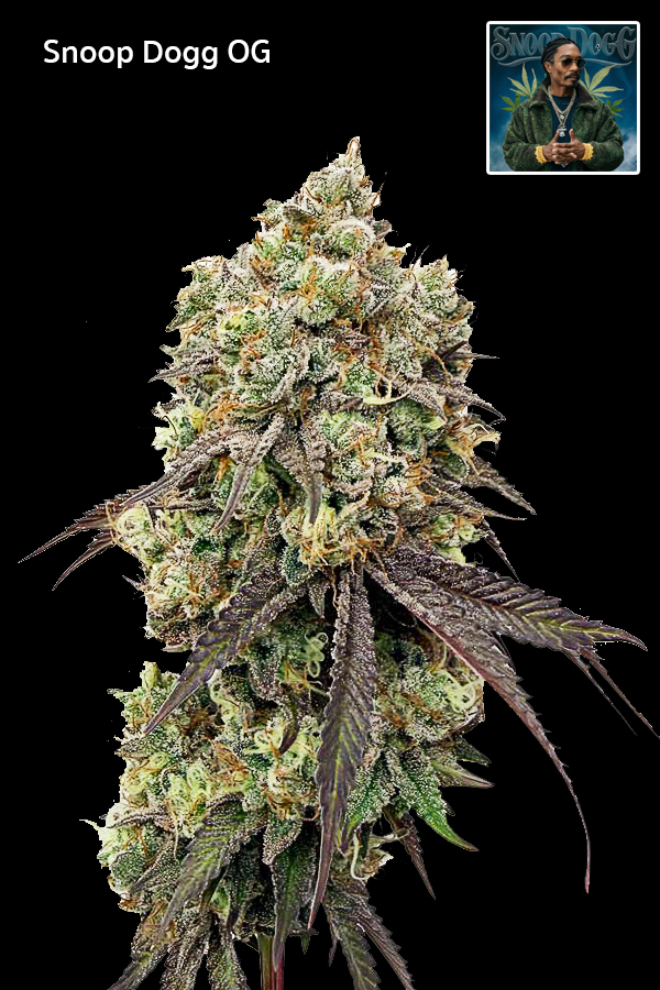 Snoop Dogg OG cannabis bud close up dense flower trichomes indica strain high THC