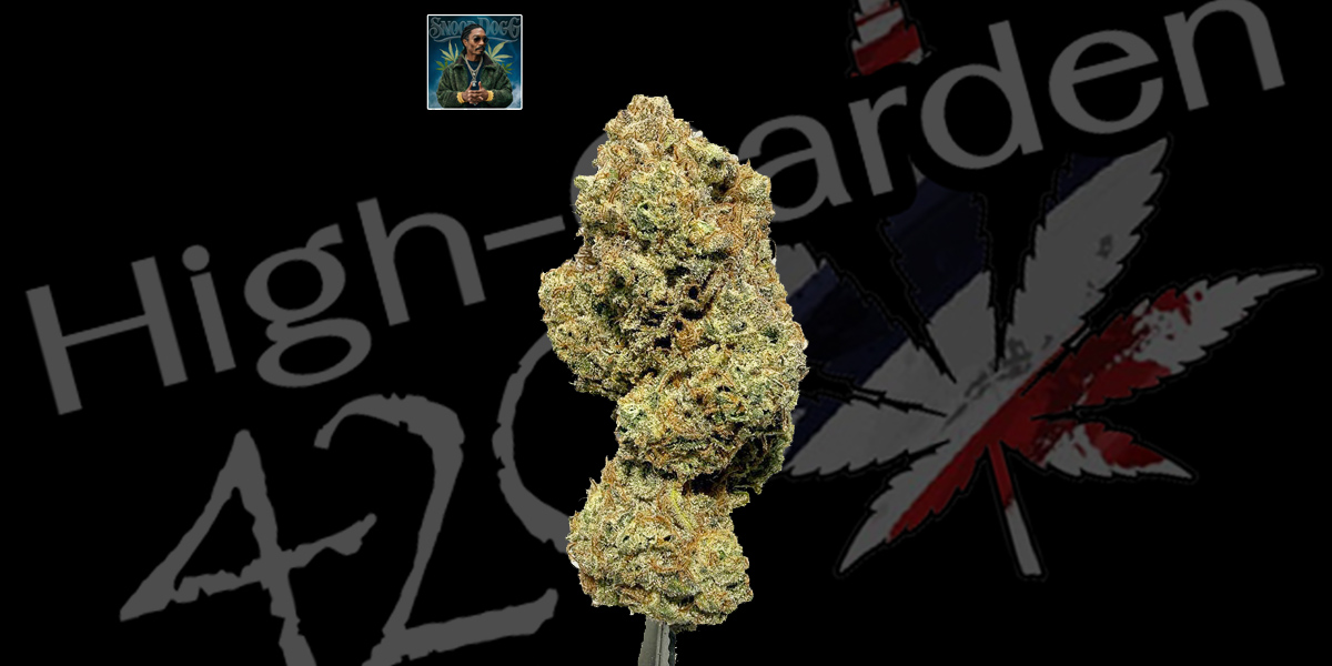 Snoop Dogg OG cannabis strain bud dense trichomes indica flower earthy diesel aroma