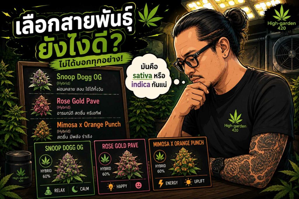 ภาพประกอบการเลือกสายพันธุ์กัญชา Sativa หรือ Indica ทำไมชื่อสายพันธุ์เพียงอย่างเดียวจึงบอกลักษณะต้นไม่ได้