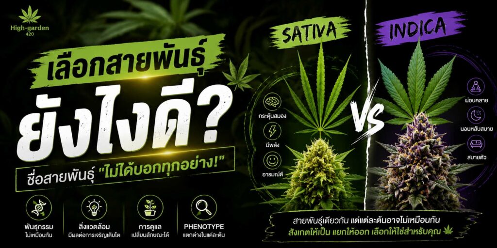ภาพหน้าปกบทความ Sativa หรือ Indica วิธีสังเกตฟีโนไทป์กัญชาและความแตกต่างของลักษณะต้น