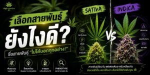 ภาพหน้าปกบทความ Sativa หรือ Indica วิธีสังเกตฟีโนไทป์กัญชาและความแตกต่างของลักษณะต้น