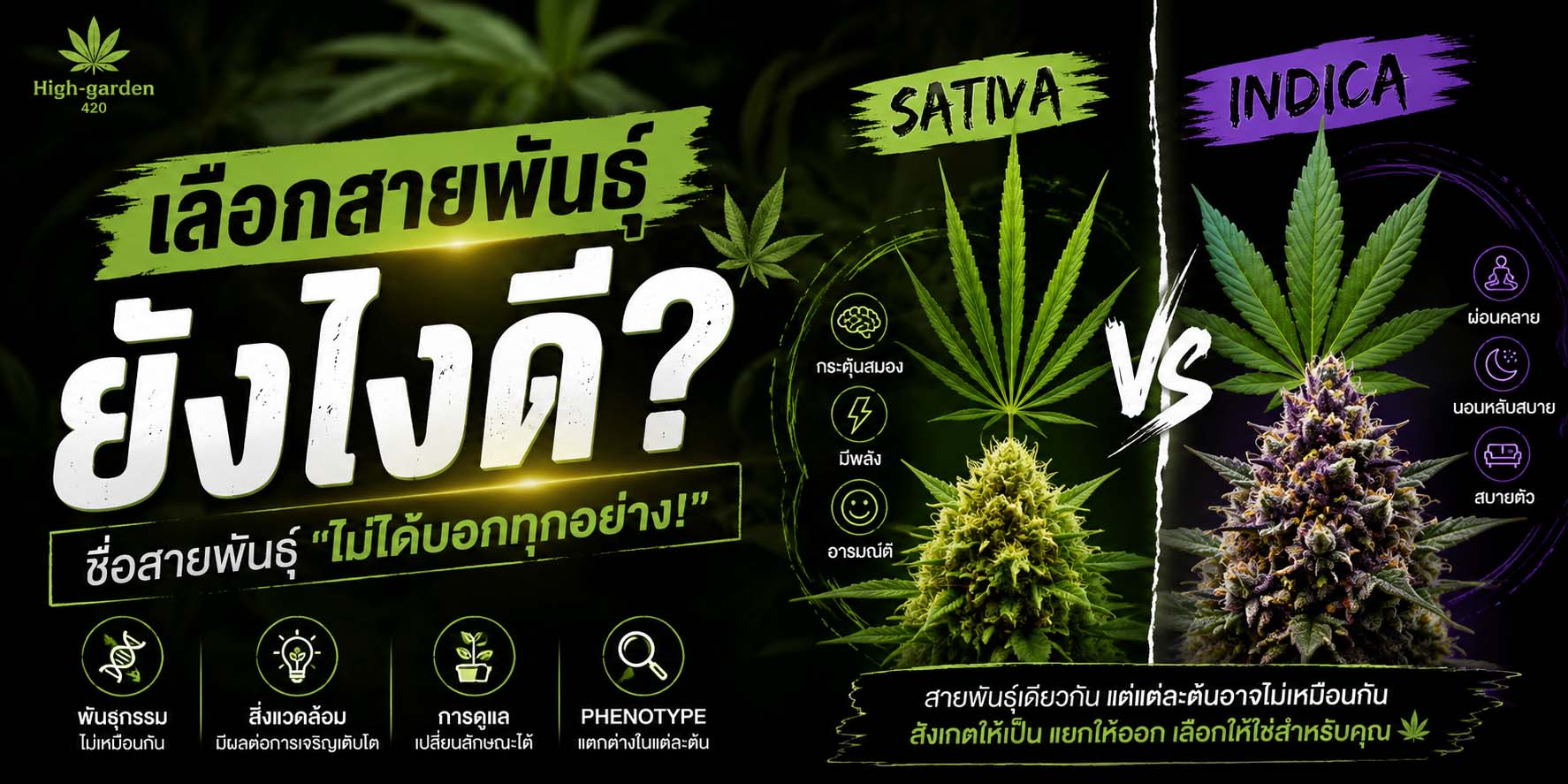 ภาพหน้าปกบทความ Sativa หรือ Indica วิธีสังเกตฟีโนไทป์กัญชาและความแตกต่างของลักษณะต้น