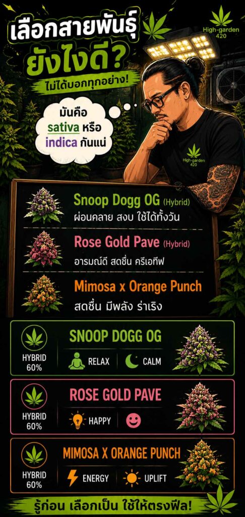ภาพประกอบการเลือกสายพันธุ์กัญชา Sativa หรือ Indica ทำไมชื่อสายพันธุ์เพียงอย่างเดียวจึงบอกลักษณะต้นไม่ได้