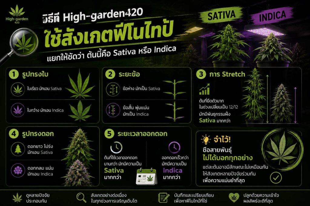 อินโฟกราฟิกอธิบายวิธีสังเกตฟีโนไทป์กัญชาเพื่อแยก Sativa และ Indica จากลักษณะใบ ระยะข้อ การ Stretch รูปทรงดอก และระยะเวลาออกดอก