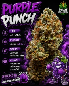purple punch strain สายพันธุ์ใหม่จากร้านขายกัญชา High-garden420