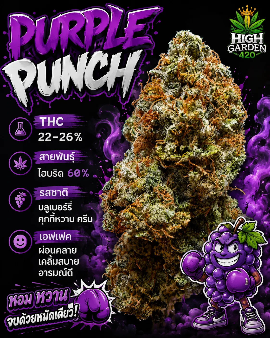 purple punch strain สายพันธุ์ใหม่จากร้านขายกัญชา High-garden420