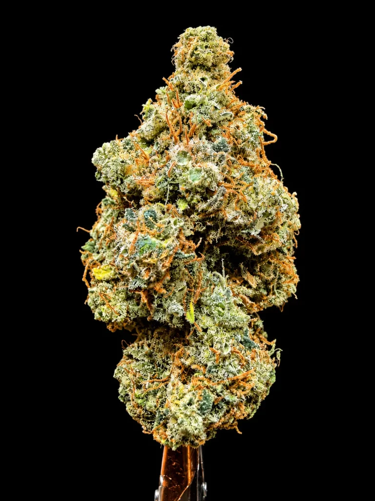 Royal gorilla 8