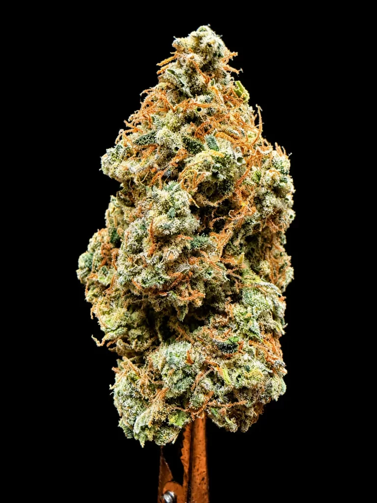 รูปดอกกัญชา royal gorilla ของร้าน High-garden420