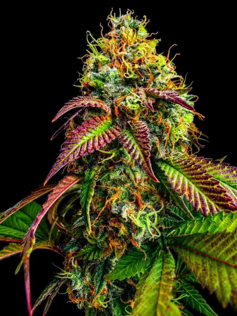 mikes-coma-01