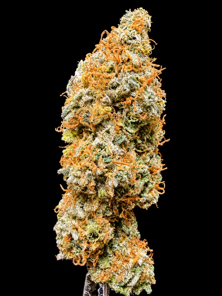 mikes-coma-7