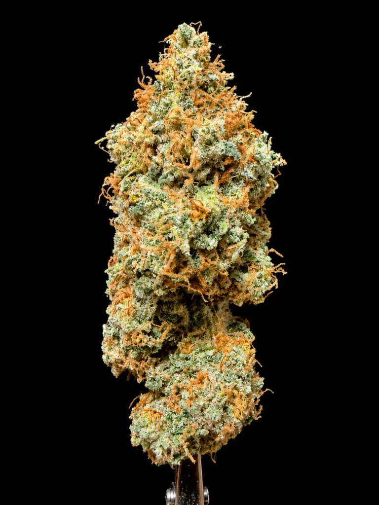 รูปดอกกัญชา mike s coma ของร้านขายกัญชา High-garden420