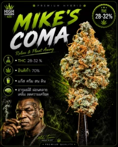 รูปหน้าปกบทความสายพันธุ์ mike s coma