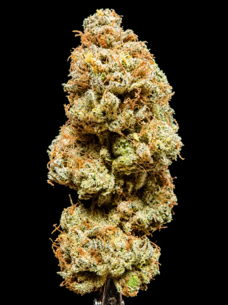 รูปดอกกัญชา platinum gorilla จากร้าน High-garden420