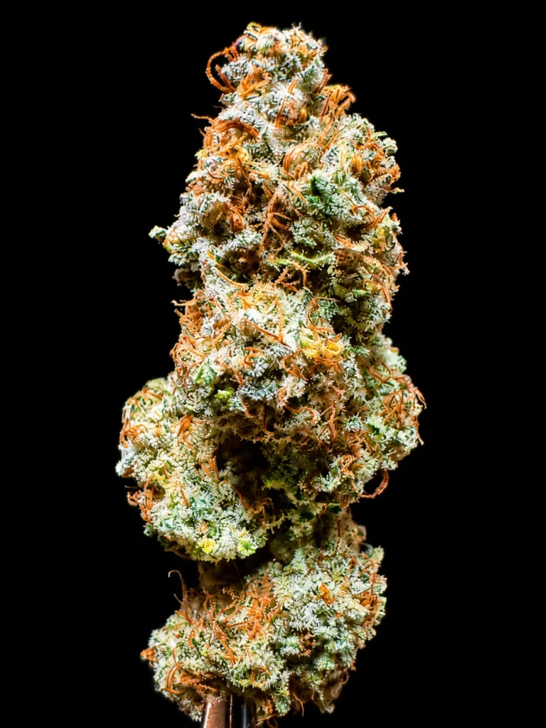 platinum gorilla 8