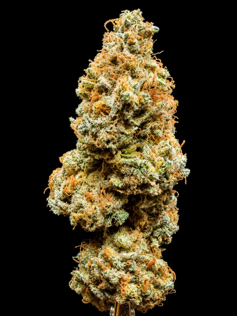 รูปดอกกัญชา platinum gorilla จากร้าน High-garden420