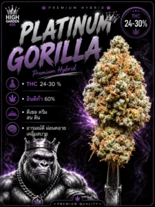 รูปหน้าปกบทความของสายพันธุ์ royal gorilla