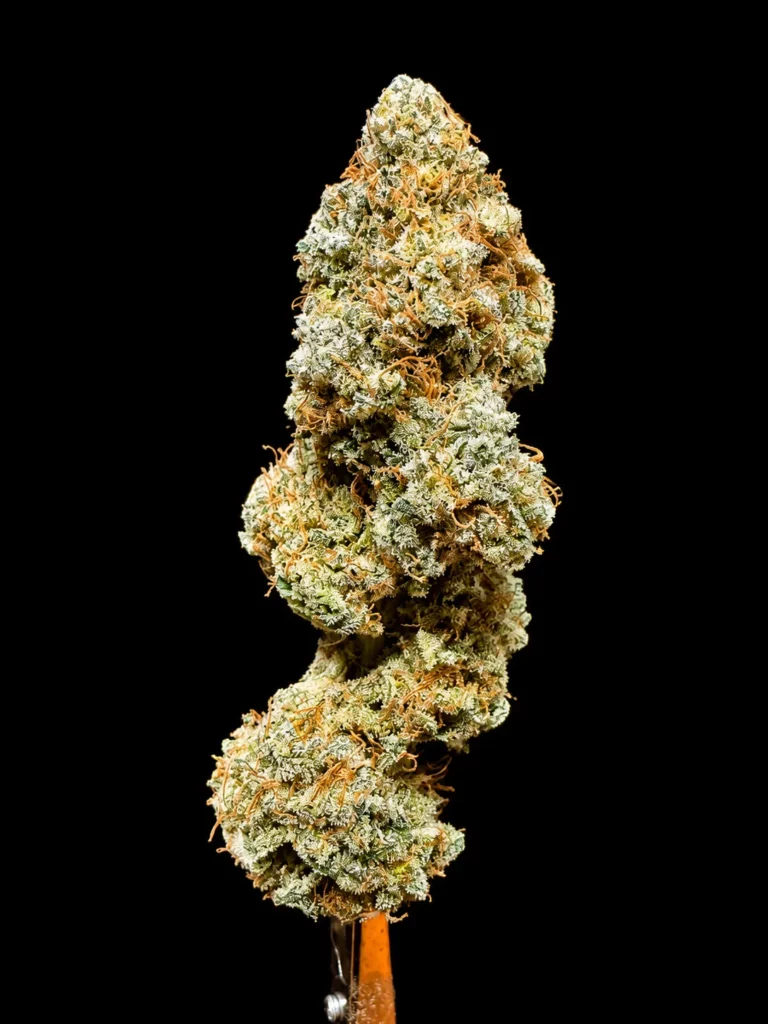 purple punch สายพันธุ์กัญชามาใหม่ ร้าน High-garden420