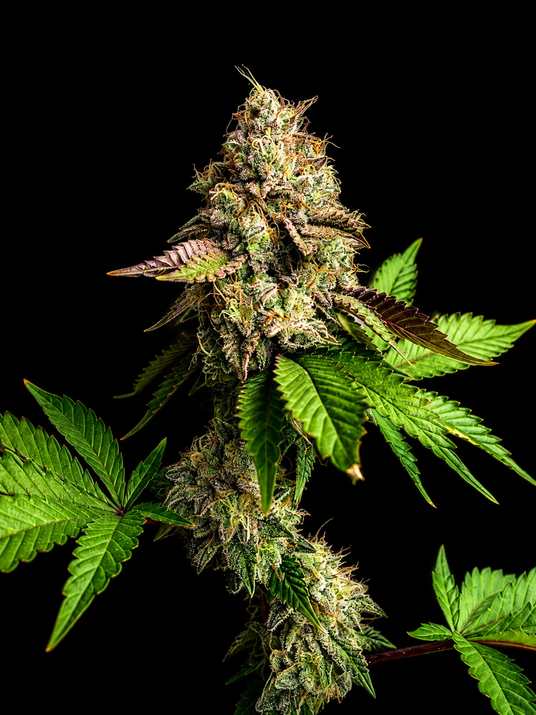 ต้นกัญชาสายพันธุ์ Purple Punch (Purple Punch strain) ช่วงออกดอก