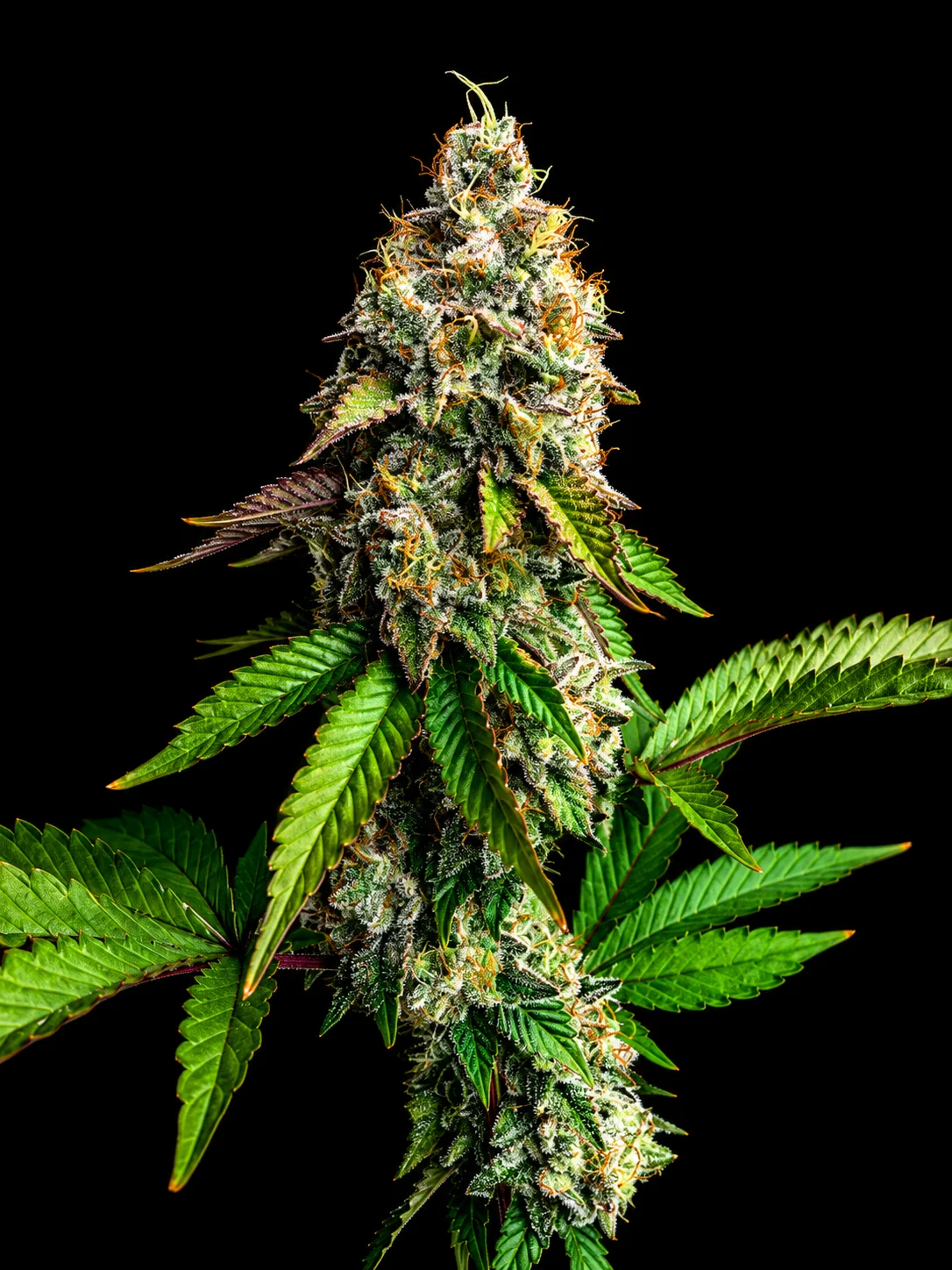 ต้นกัญชาสายพันธุ์ Purple Punch (Purple Punch strain) ช่วงออกดอก
