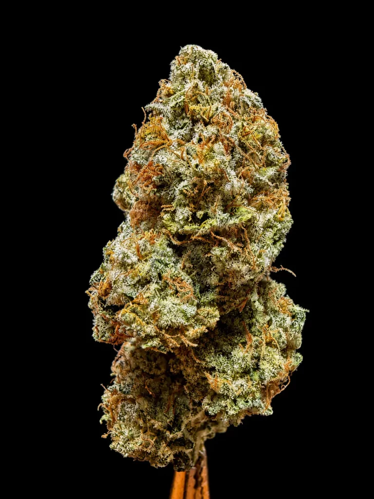 Purple punch สายพันธุ์กัญชามาใหม่ ร้าน High-garden420