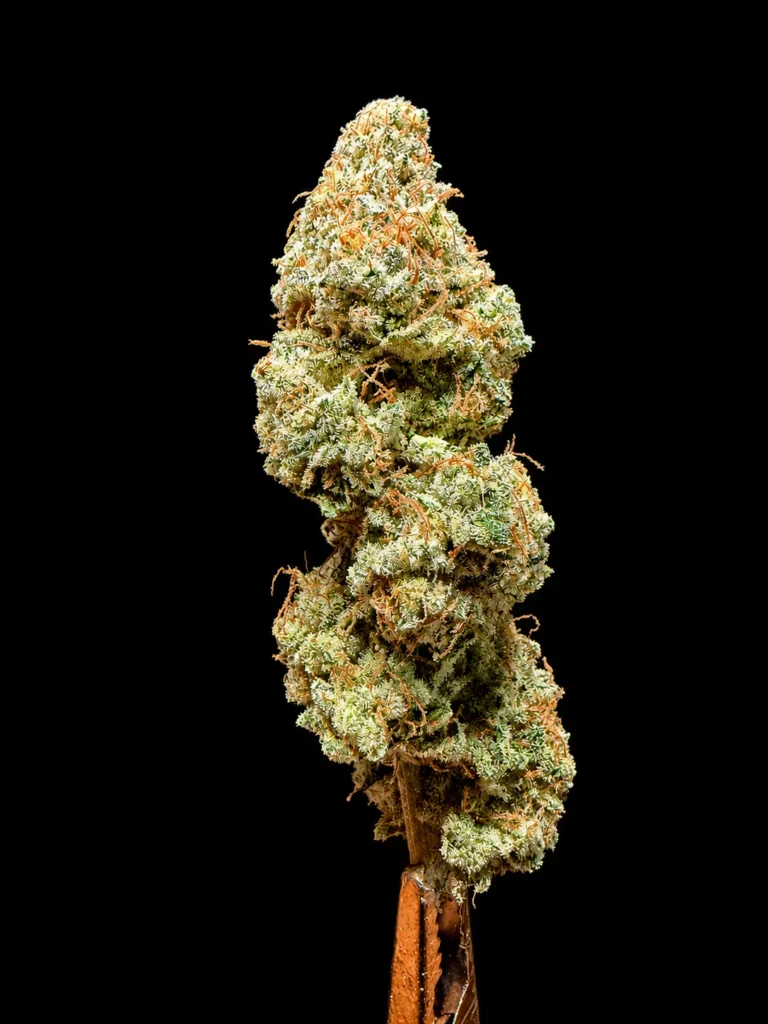 purple punch สายพันธุ์กัญชามาใหม่ ร้าน High-garden420