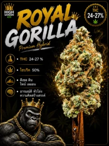 รูปปกบทความ royal gorilla