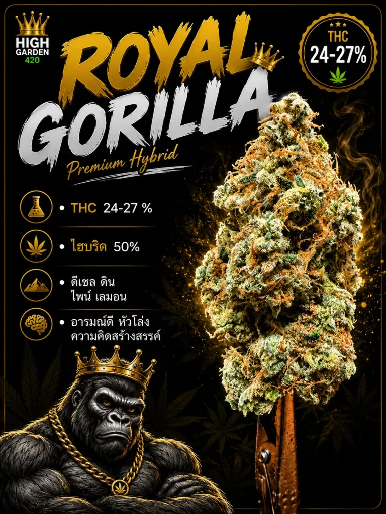 รูปปกบทความ royal gorilla