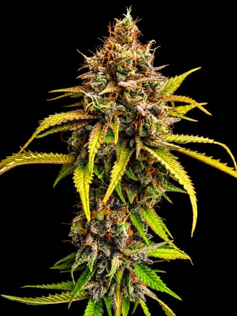 รูปกิ่งกัญชาของสายพันธุ์ sour diesel