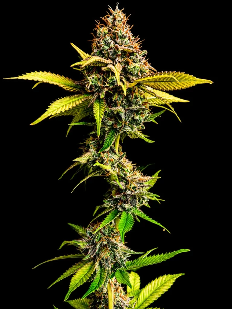 รูปกิ่งกัญชาของสายพันธุ์ sour diesel