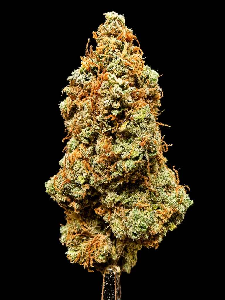 รูปดอกกัญชาของสายพันธุ์ sour diesel