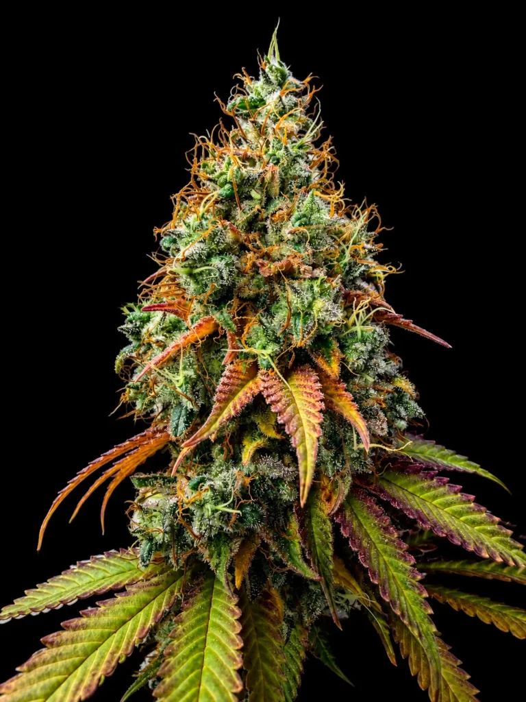 รูปดอกกัญชาสายพันธุ์ Amnesia haze