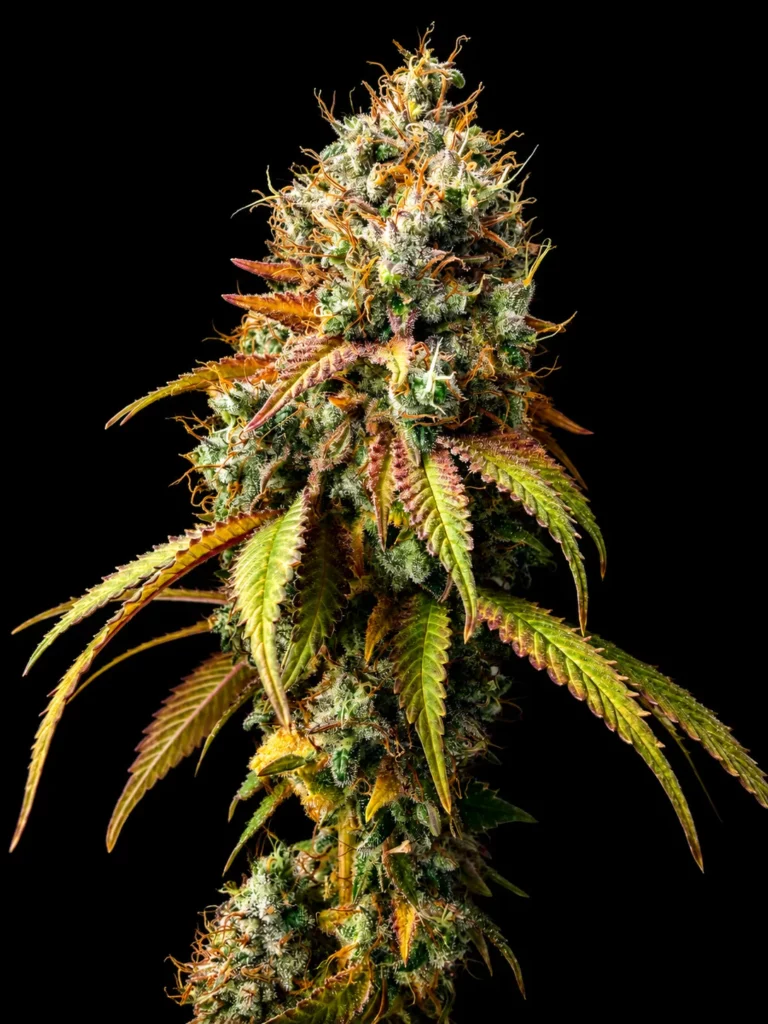 รูปดอกกัญชาสายพันธุ์ Amnesia haze
