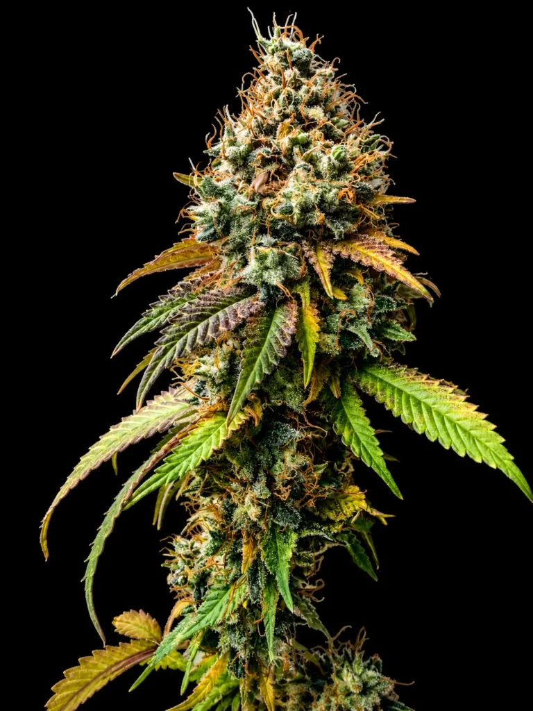 รูปดอกกัญชาสายพันธุ์ Amnesia haze