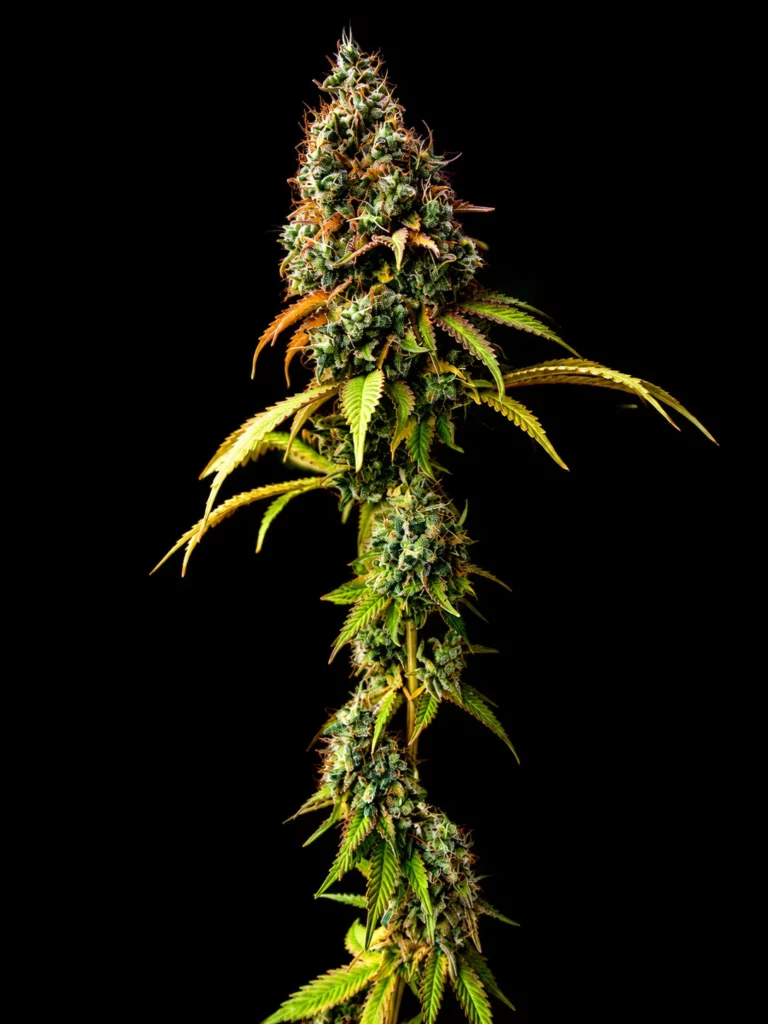 รูปกิ่งกัญชาสายพันธุ์ Amnesia haze