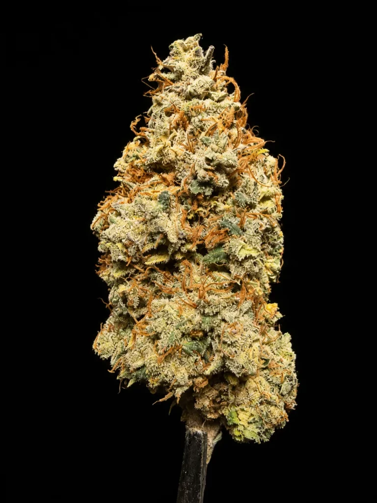 Amnesia haze 7