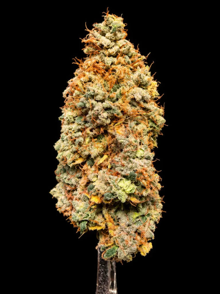รูปดอกกัญชาพร้อมขาย สายพันธุ์ Amnesia haze