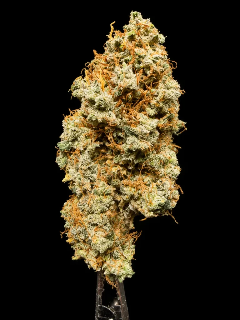 รูปดอกกัญชาพร้อมขาย สายพันธุ์ Amnesia haze